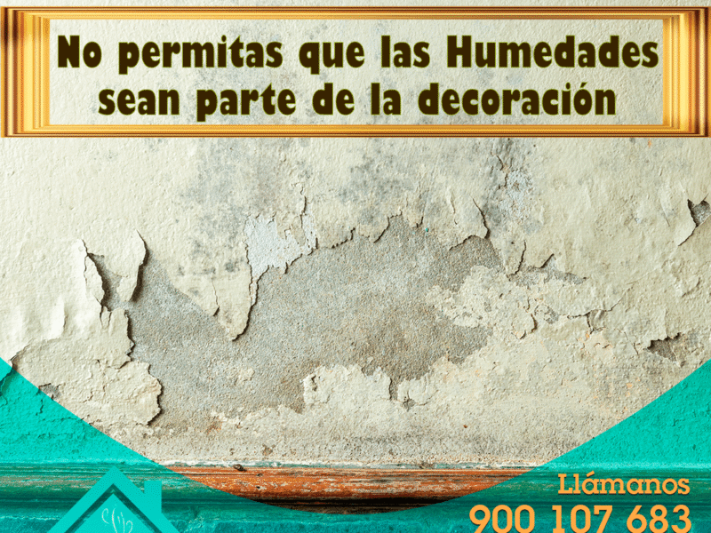 Cactus humedades por condensación